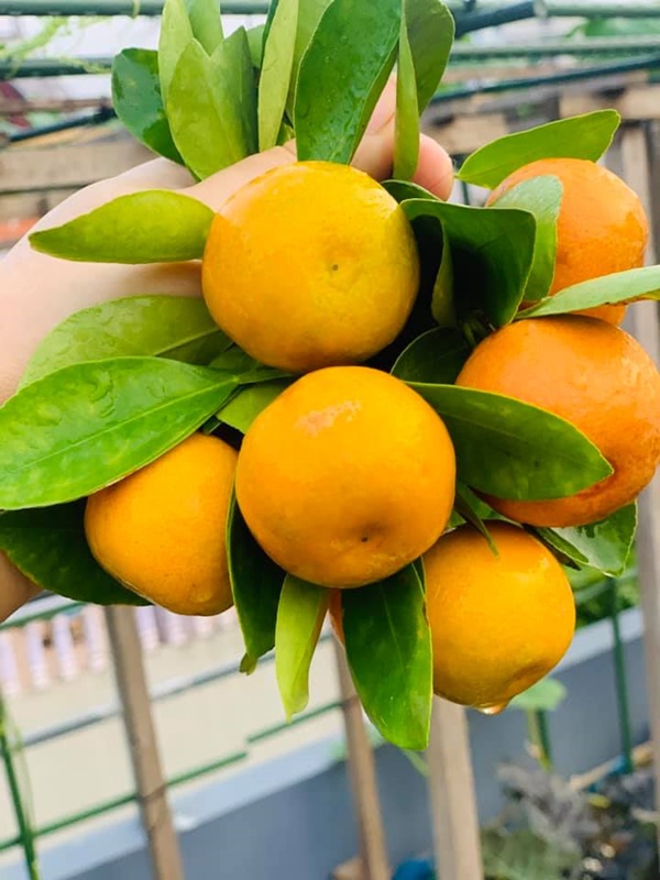 Ăn không xuể với khu vườn rau sạch trên mây của mẹ đảm Sơn La-20