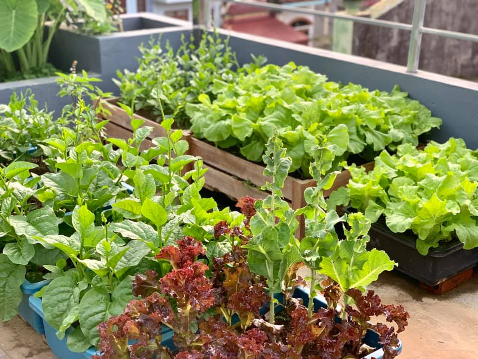 Ăn không xuể với khu vườn rau sạch trên mây của mẹ đảm Sơn La-5