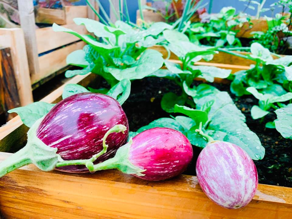 Ăn không xuể với khu vườn rau sạch trên mây của mẹ đảm Sơn La-18