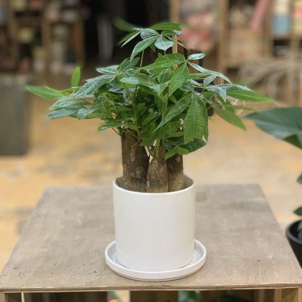 5 loại cây cảnh để bàn dễ chăm sóc, nhà nào chưa có phải sắm ngay-4