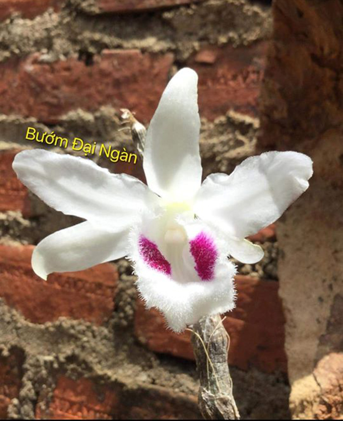 Xôn xao đấu giá online mầm lan huyền thoại Bướm Đại Ngàn 11,7 tỷ-2