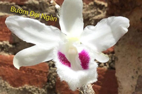 Xôn xao đấu giá online mầm lan huyền thoại Bướm Đại Ngàn 11,7 tỷ