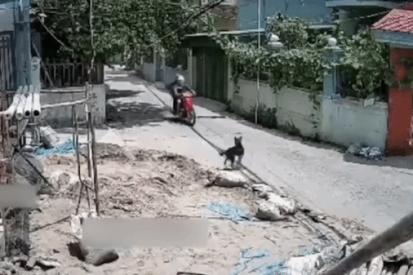 Trộm dùng thòng lọng bắt chó nhanh như chớp