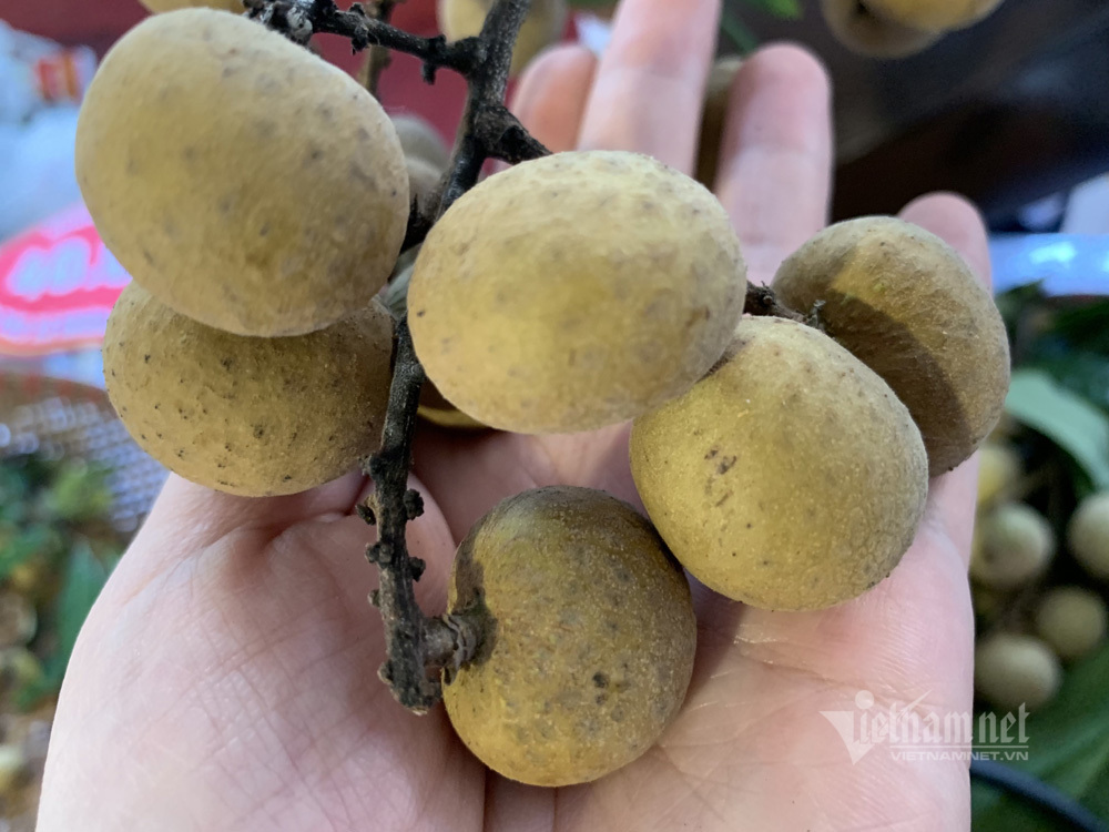 Nông dân tiết lộ loại nhãn ngon nhất Hưng Yên, có tiền khó mua-1