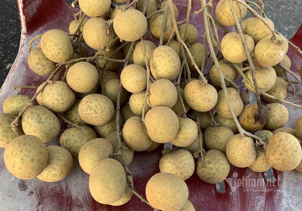 Nông dân tiết lộ loại nhãn ngon nhất Hưng Yên, có tiền khó mua-2