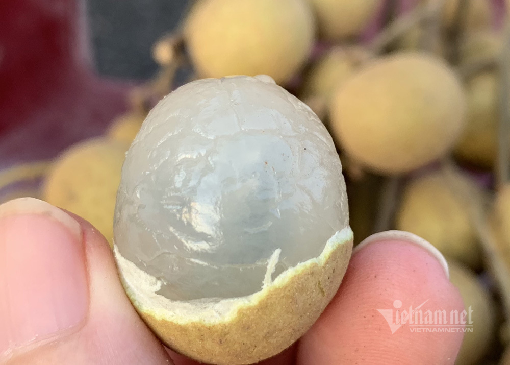 Nông dân tiết lộ loại nhãn ngon nhất Hưng Yên, có tiền khó mua-3