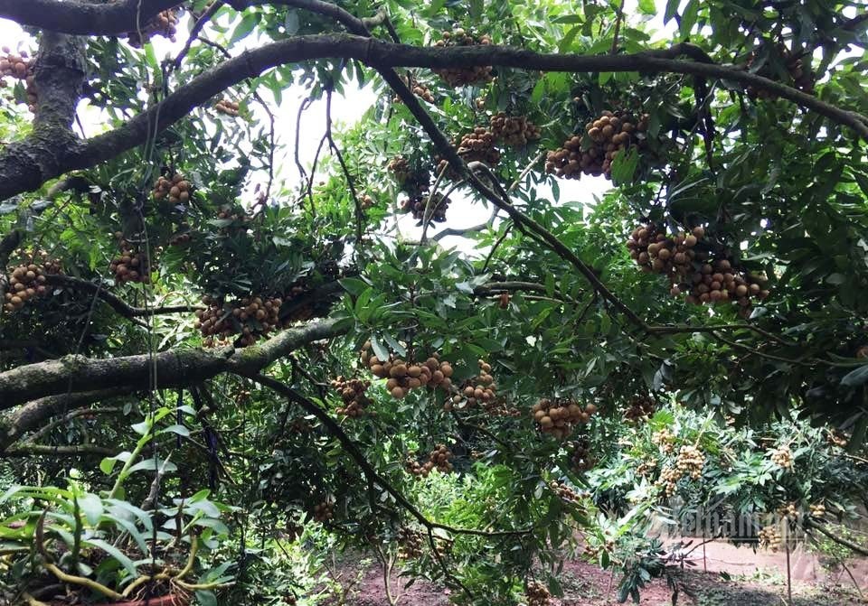 Nông dân tiết lộ loại nhãn ngon nhất Hưng Yên, có tiền khó mua-4