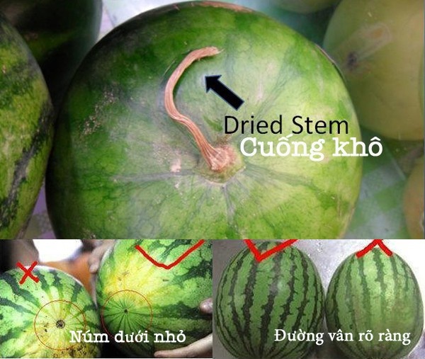 Từ A-Z cách chọn các loại trái cây mùa hè bách phát bách trúng trái nào cũng ngon-1