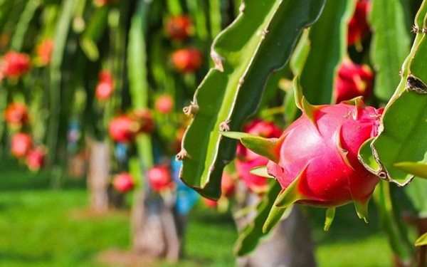 Từ A-Z cách chọn các loại trái cây mùa hè bách phát bách trúng trái nào cũng ngon-3