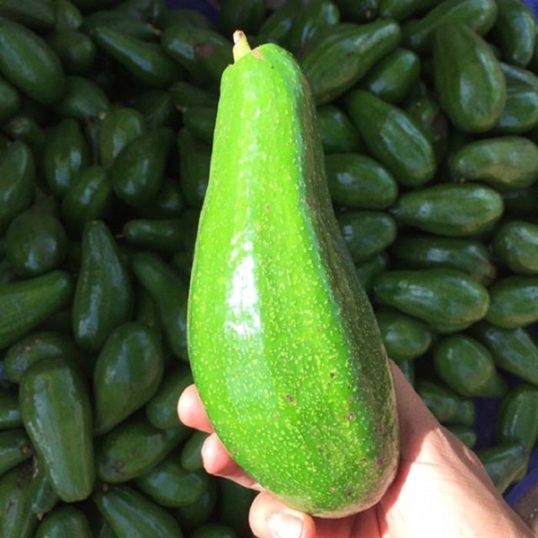 Từ A-Z cách chọn các loại trái cây mùa hè bách phát bách trúng trái nào cũng ngon-4