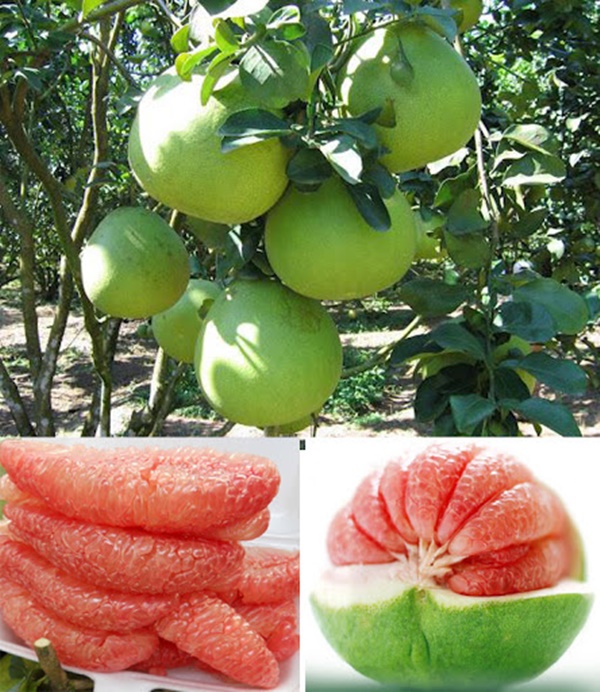 Từ A-Z cách chọn các loại trái cây mùa hè bách phát bách trúng trái nào cũng ngon-5