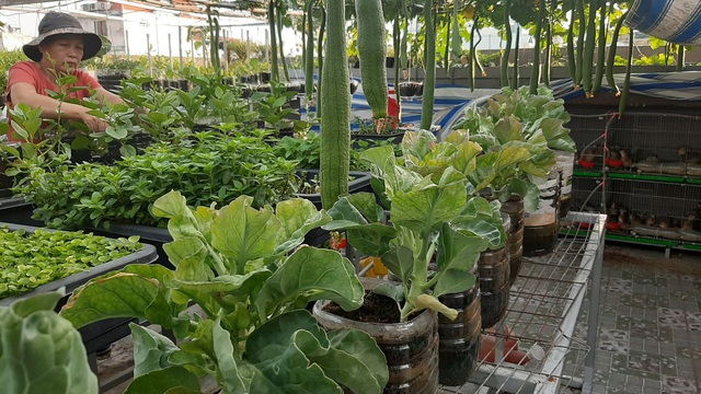 Hoa trái xum xuê, gà vịt đẻ trứng trên nông trại sân thượng nhà ở Sài Gòn-4