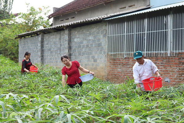 Rau nhà nghèo một thời ăn chống đói, nay là đặc sản, thu cả triệu đồng mỗi ngày-1