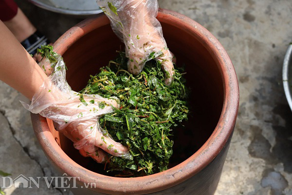 Rau nhà nghèo một thời ăn chống đói, nay là đặc sản, thu cả triệu đồng mỗi ngày-2