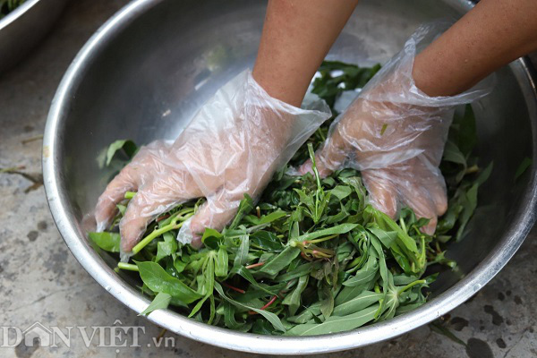 Rau nhà nghèo một thời ăn chống đói, nay là đặc sản, thu cả triệu đồng mỗi ngày-7