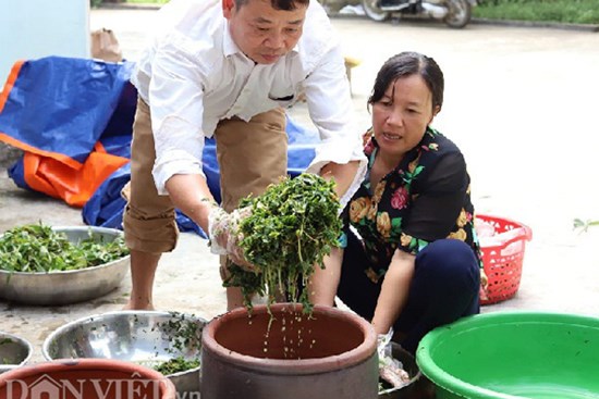 Rau 'nhà nghèo' một thời ăn chống đói, nay là đặc sản, thu cả triệu đồng mỗi ngày