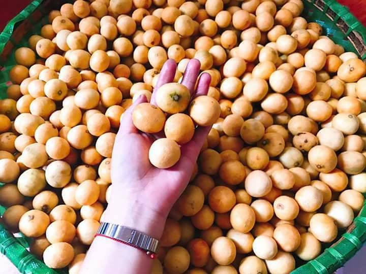 Sấu chín cuối mùa giá 40 ngàn/kg vẫn đắt khách, tiểu thương cố thu gom cũng không có bán-1