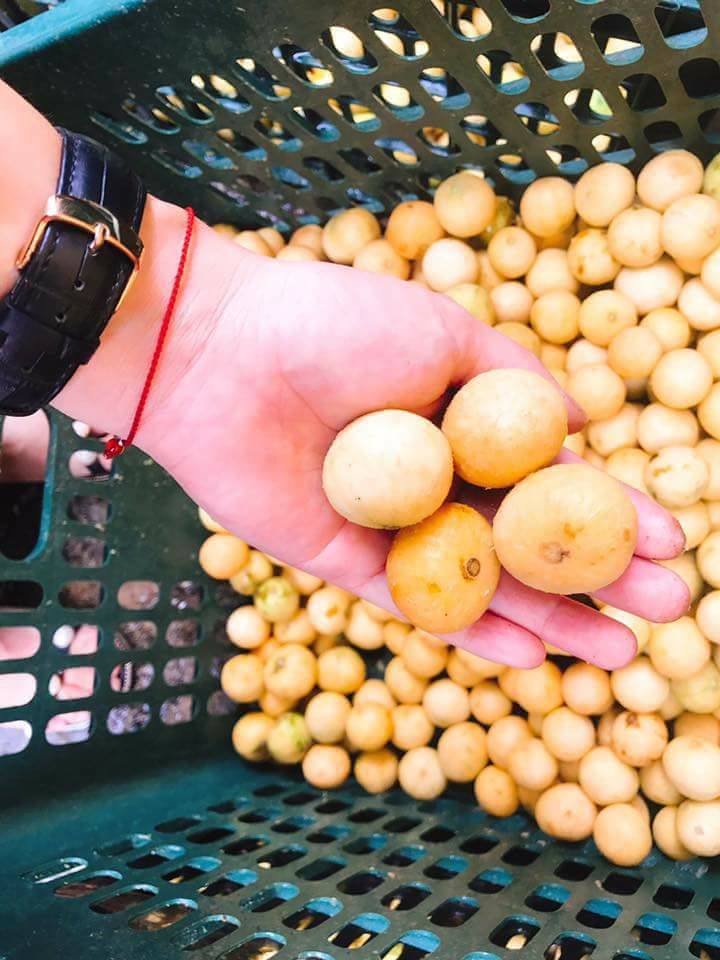 Sấu chín cuối mùa giá 40 ngàn/kg vẫn đắt khách, tiểu thương cố thu gom cũng không có bán-4