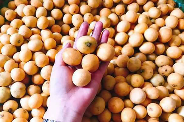 Bất ngờ loại hồng mới: Chẳng cần ngâm vẫn không chát, bao ngọt giòn-5