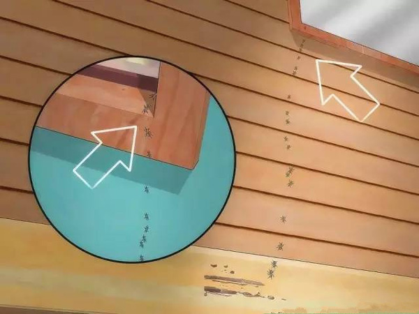 Chồng lấy 1 nắm bột giặt trộn với đường rồi để ở chỗ này, sáng hôm sau lũ kiến mất dạng sạch sành sanh-6