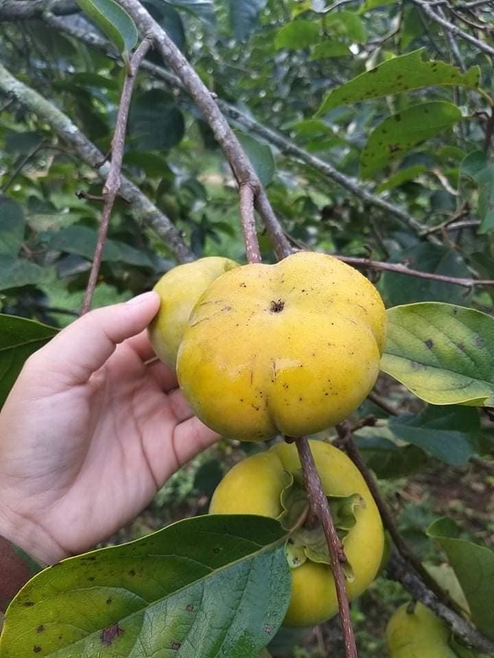 Bất ngờ loại hồng mới: Chẳng cần ngâm vẫn không chát, bao ngọt giòn-1