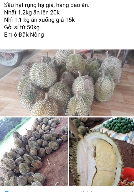 Sầu riêng rẻ như cho chỉ 15.000 đồng/kg, người trồng sầu lý giải nguyên nhân rớt giá-1