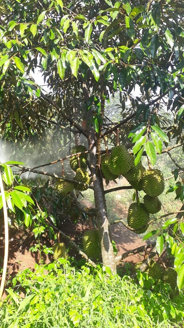 Sầu riêng rẻ như cho chỉ 15.000 đồng/kg, người trồng sầu lý giải nguyên nhân rớt giá-4