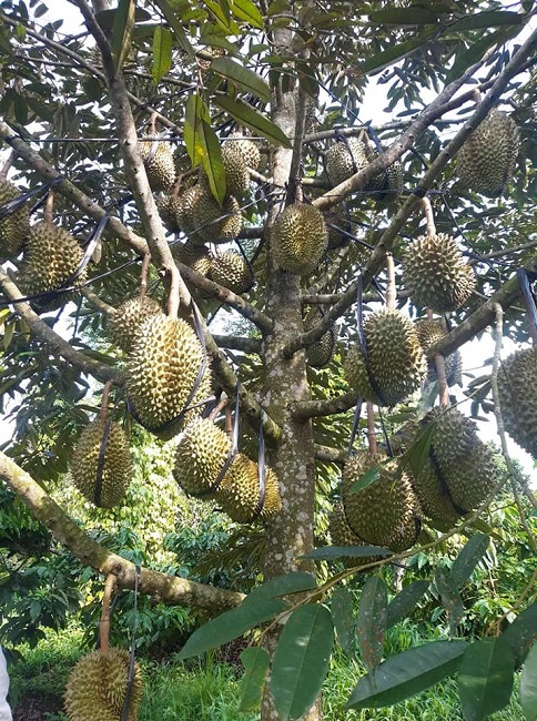 Sầu riêng rẻ như cho chỉ 15.000 đồng/kg, người trồng sầu lý giải nguyên nhân rớt giá-5