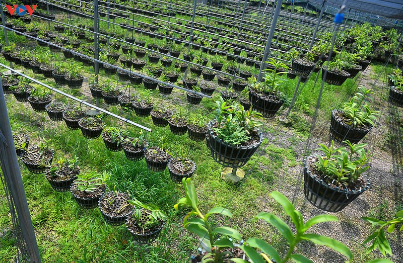 Đột nhập vườn lan rừng quý như kho báu của lão nông ở Đông La-1