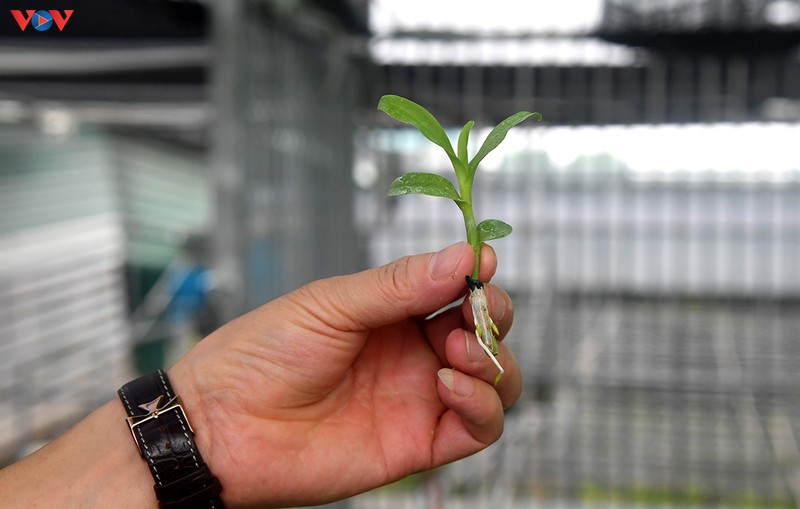 Đột nhập vườn lan rừng quý như kho báu của lão nông ở Đông La-10