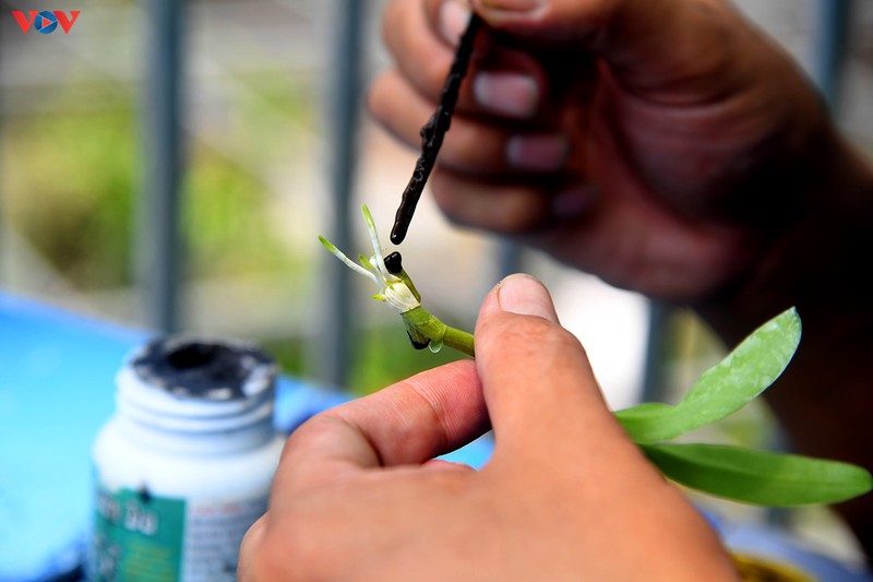 Đột nhập vườn lan rừng quý như kho báu của lão nông ở Đông La-11