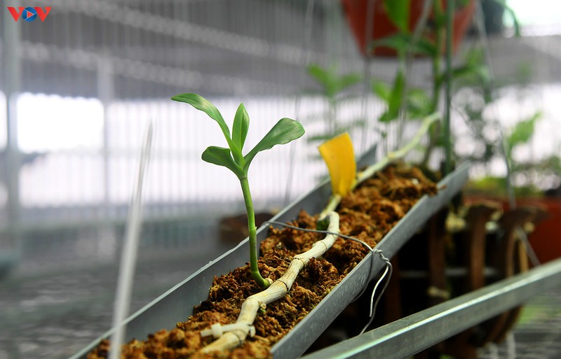 Đột nhập vườn lan rừng quý như kho báu của lão nông ở Đông La-12