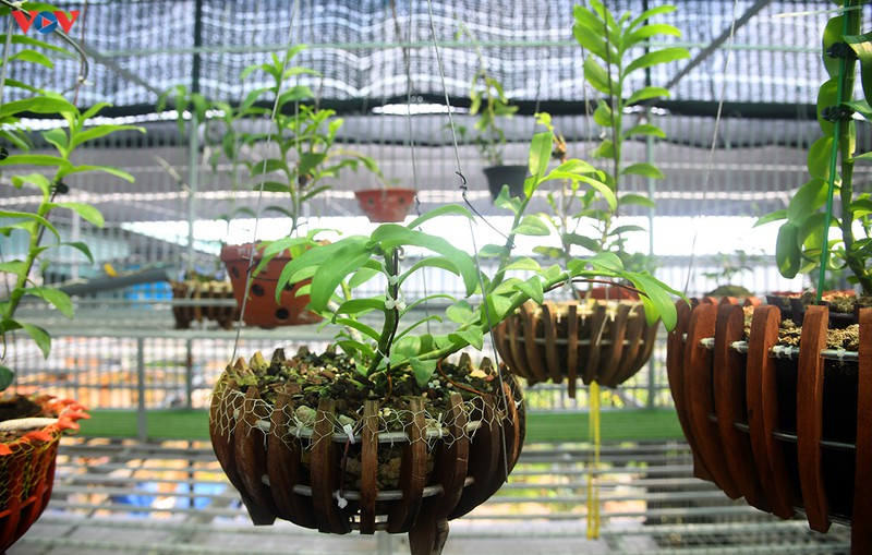 Đột nhập vườn lan rừng quý như kho báu của lão nông ở Đông La-16