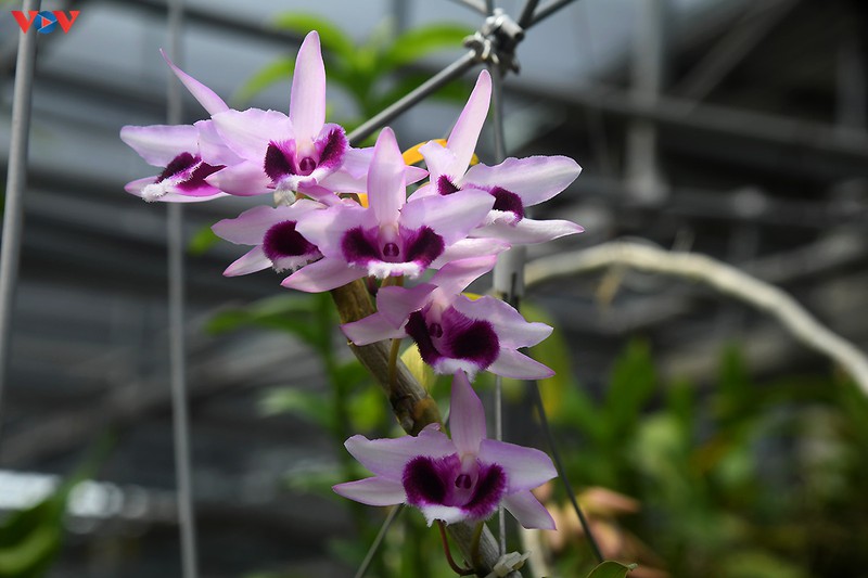 Đột nhập vườn lan rừng quý như kho báu của lão nông ở Đông La-18