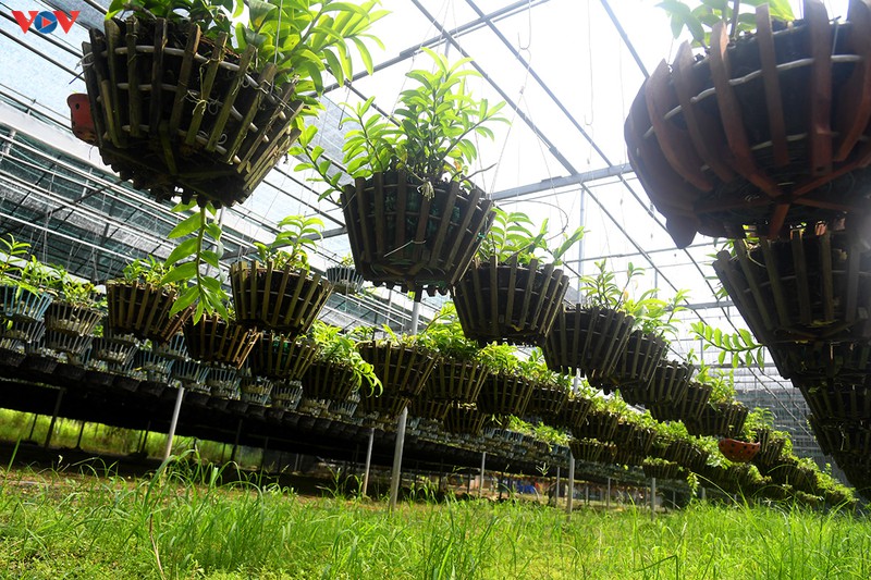 Đột nhập vườn lan rừng quý như kho báu của lão nông ở Đông La-2