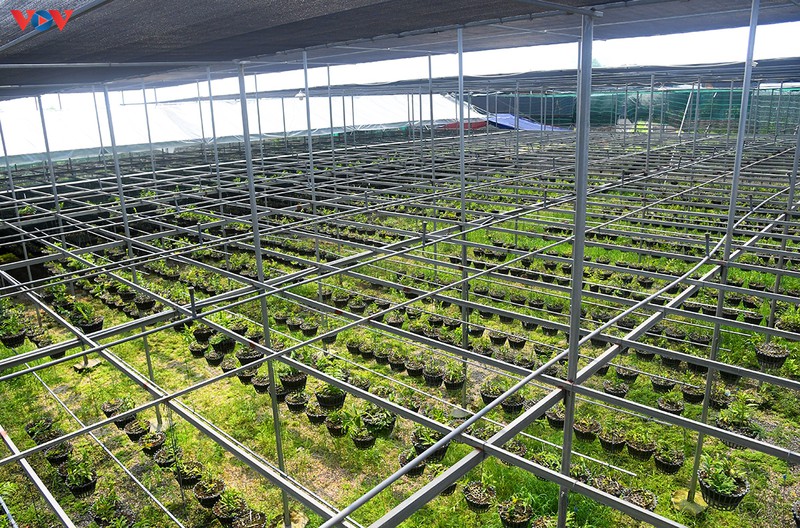 Đột nhập vườn lan rừng quý như kho báu của lão nông ở Đông La-3