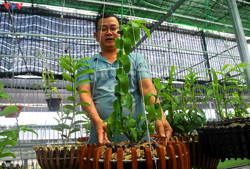 Đột nhập vườn lan rừng quý như kho báu của lão nông ở Đông La-4