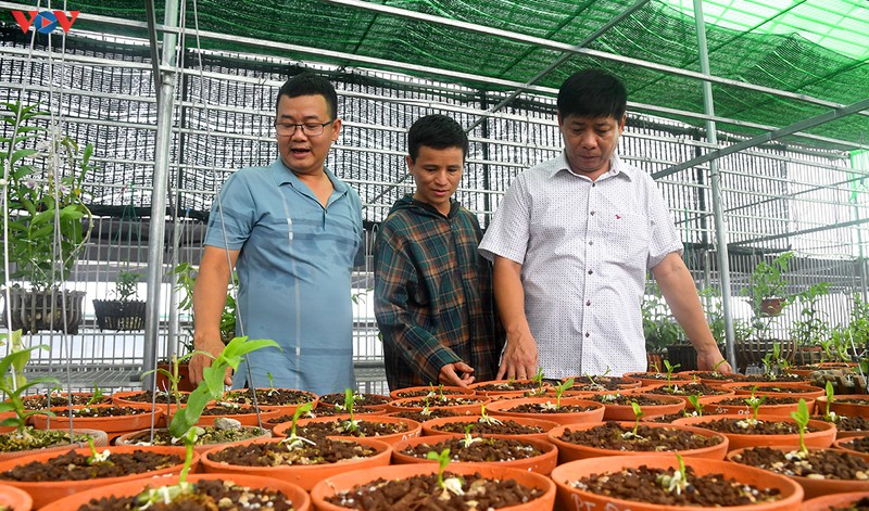 Đột nhập vườn lan rừng quý như kho báu của lão nông ở Đông La-5