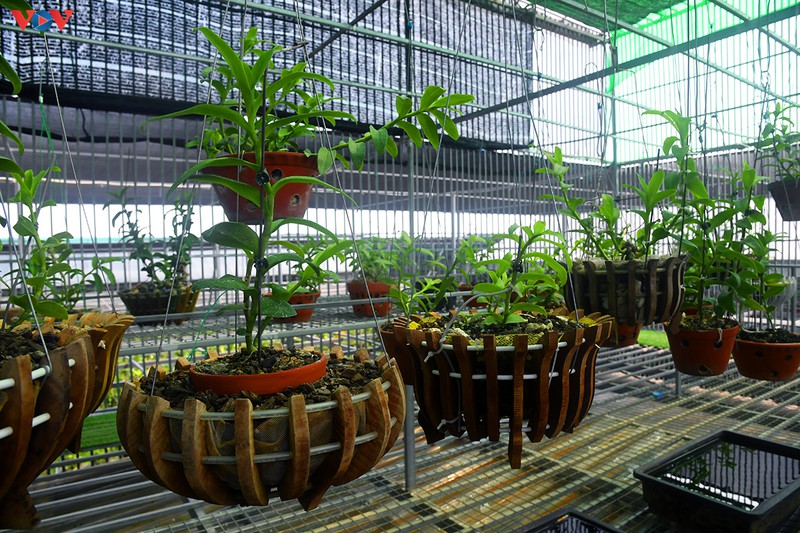 Đột nhập vườn lan rừng quý như kho báu của lão nông ở Đông La-6