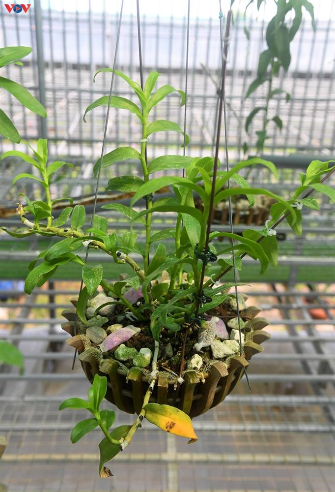 Đột nhập vườn lan rừng quý như kho báu của lão nông ở Đông La-7