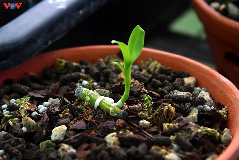 Đột nhập vườn lan rừng quý như kho báu của lão nông ở Đông La-8