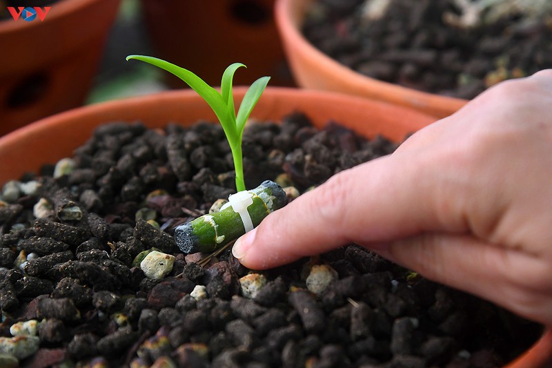 Đột nhập vườn lan rừng quý như kho báu của lão nông ở Đông La-9