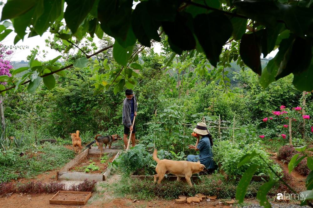 Khu vườn xanh tươi rộn ràng cây lá của cặp đôi quyết rời Sài Gòn tấp nập về núi rừng Tây Nguyên tìm chốn bình yên-2