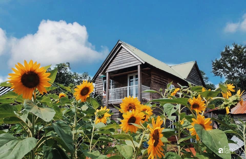 Khu vườn xanh tươi rộn ràng cây lá của cặp đôi quyết rời Sài Gòn tấp nập về núi rừng Tây Nguyên tìm chốn bình yên-4