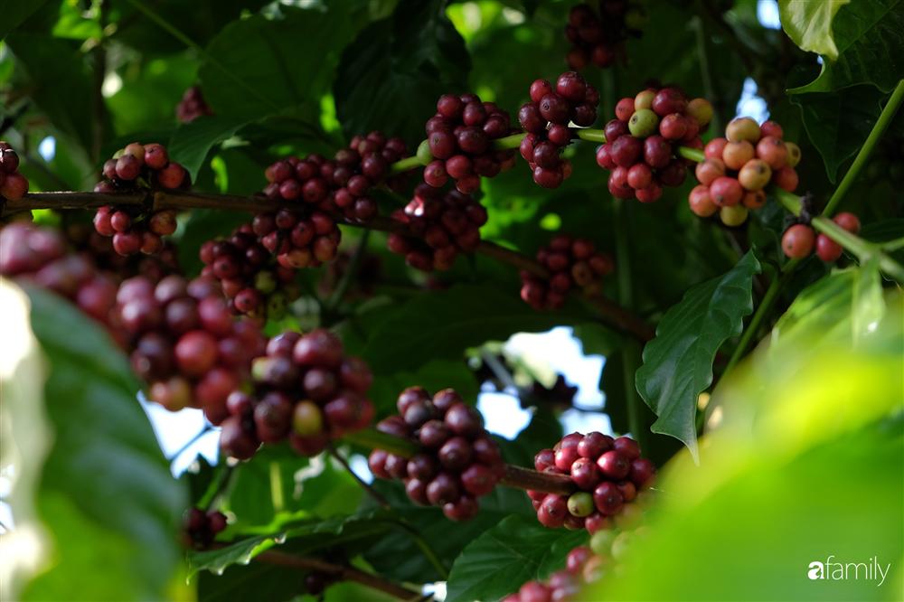 Khu vườn xanh tươi rộn ràng cây lá của cặp đôi quyết rời Sài Gòn tấp nập về núi rừng Tây Nguyên tìm chốn bình yên-5