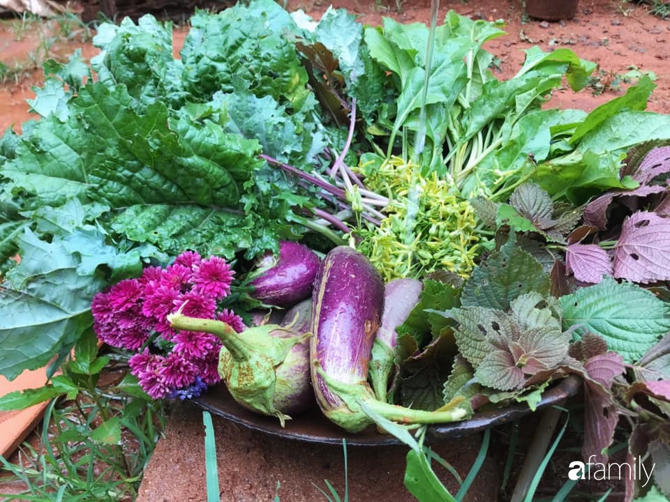 Khu vườn xanh tươi rộn ràng cây lá của cặp đôi quyết rời Sài Gòn tấp nập về núi rừng Tây Nguyên tìm chốn bình yên-8