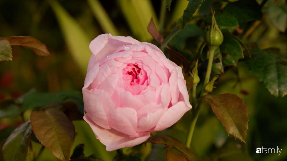 Khu vườn xanh tươi rộn ràng cây lá của cặp đôi quyết rời Sài Gòn tấp nập về núi rừng Tây Nguyên tìm chốn bình yên-10