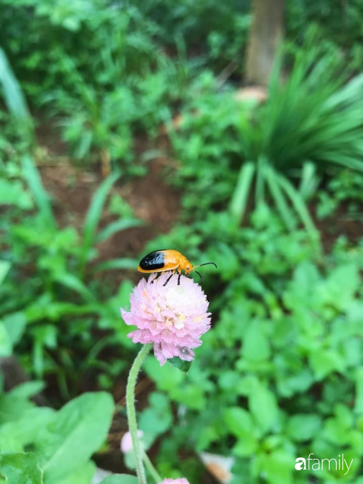 Khu vườn xanh tươi rộn ràng cây lá của cặp đôi quyết rời Sài Gòn tấp nập về núi rừng Tây Nguyên tìm chốn bình yên-11