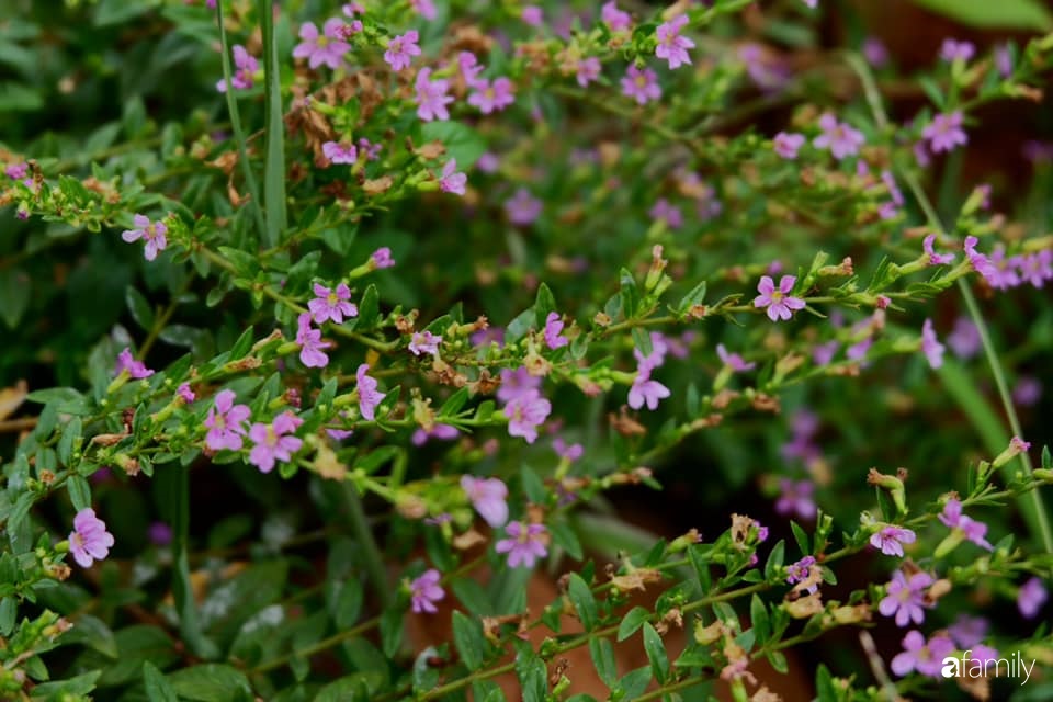 Khu vườn xanh tươi rộn ràng cây lá của cặp đôi quyết rời Sài Gòn tấp nập về núi rừng Tây Nguyên tìm chốn bình yên-12