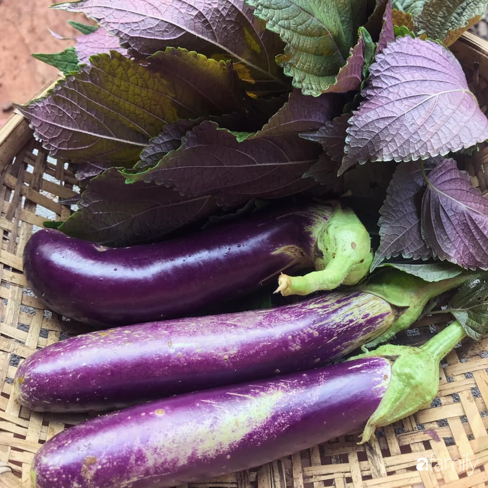 Khu vườn xanh tươi rộn ràng cây lá của cặp đôi quyết rời Sài Gòn tấp nập về núi rừng Tây Nguyên tìm chốn bình yên-13